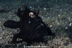 black is beautyful - black frog fish - Lembeh Strait by Claudia Weber-Gebert 
